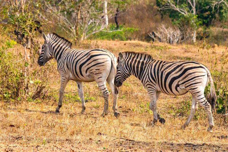 Conheça três safáris em Angola para quem busca experiências exclusivas e tranquilas 2 Imagem do WhatsApp de 2025 04 29 as 18.37.52 5f70f6f2