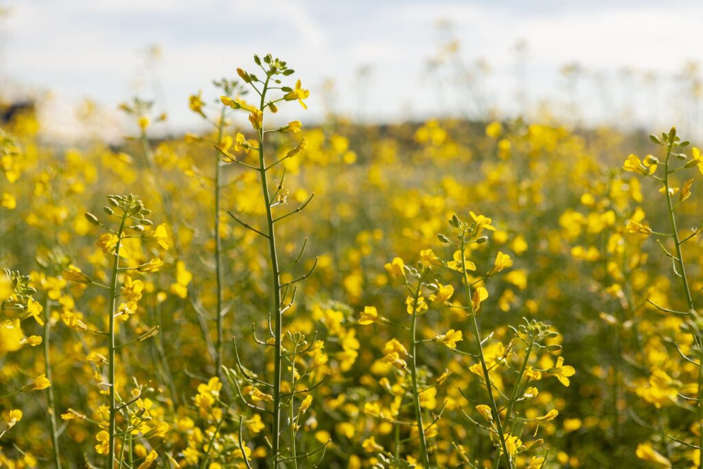 Advanta - Crédito da foto: Divulgação 