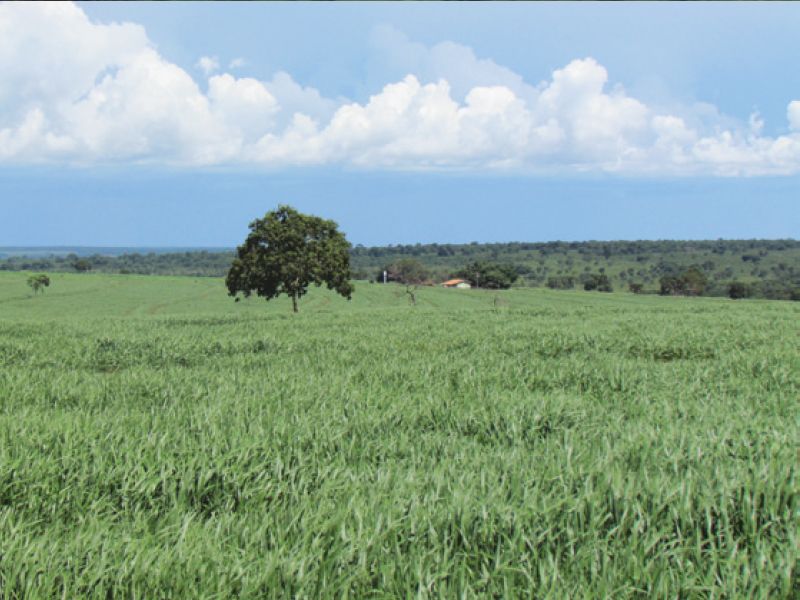 Verdana - Crédito da foto: Divulgação