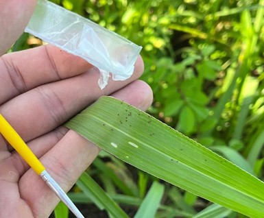 carapato-do-boi3 - Crédito da foto: Divulgação