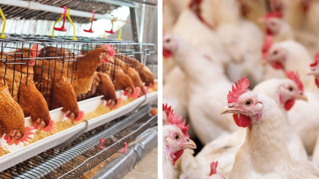 Aves- Créditod da foto: Divulgação