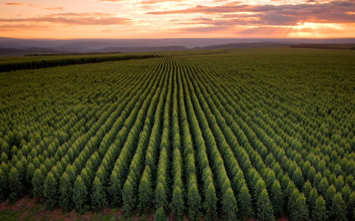 Florestas Renovaveis de Eucalipto-Créditos da foto: Divulgação