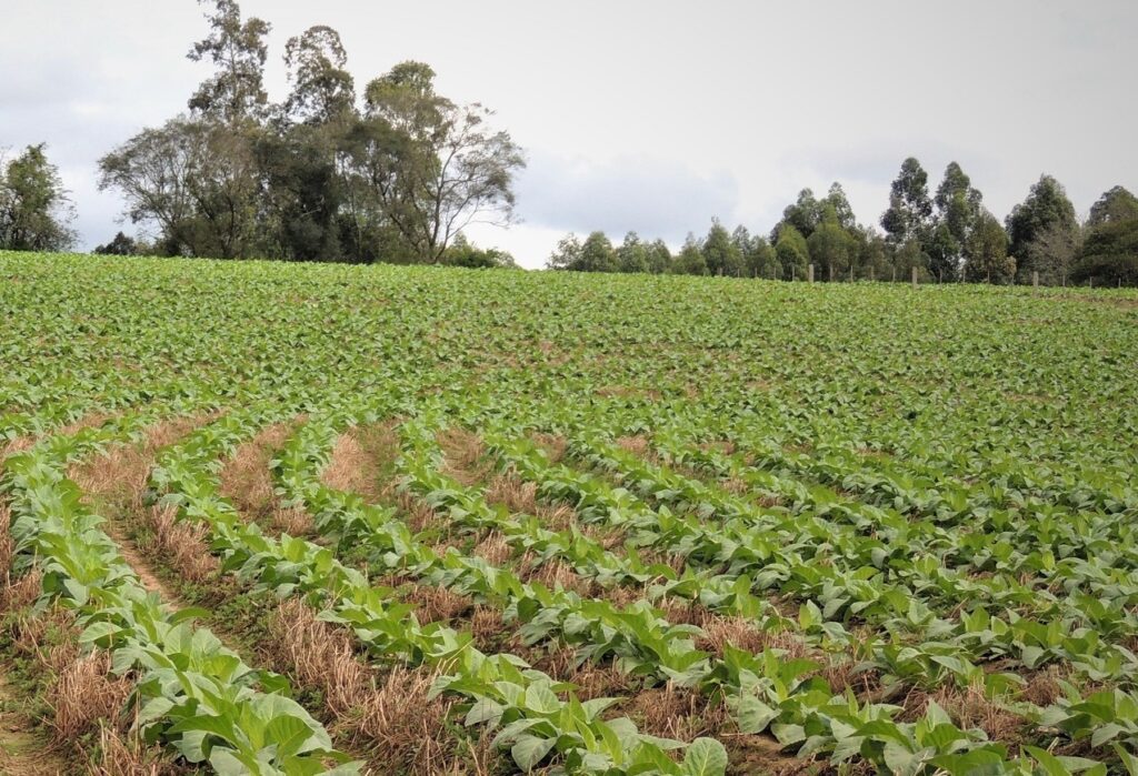 Banco de Imagens
Plantio direto em lavoura de tabaco