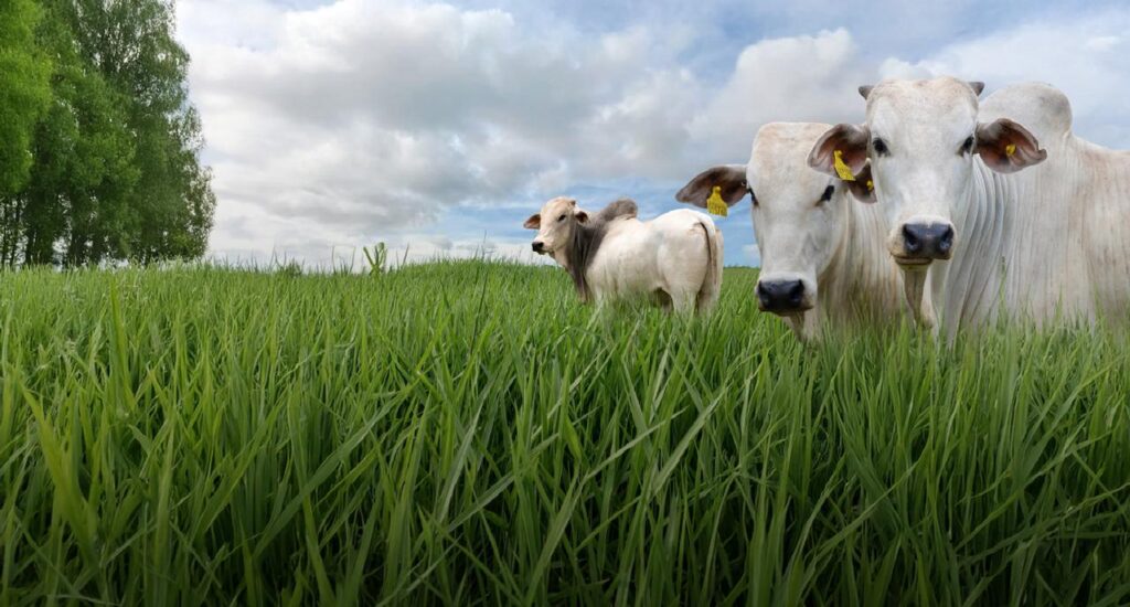 Créditos da foto: Divulgação