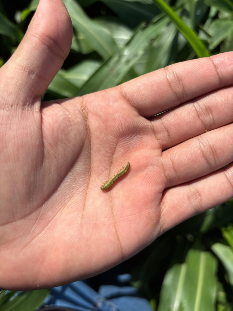 Divulgação Sell Agro