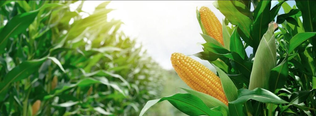 Créditos da foto: Divulgação