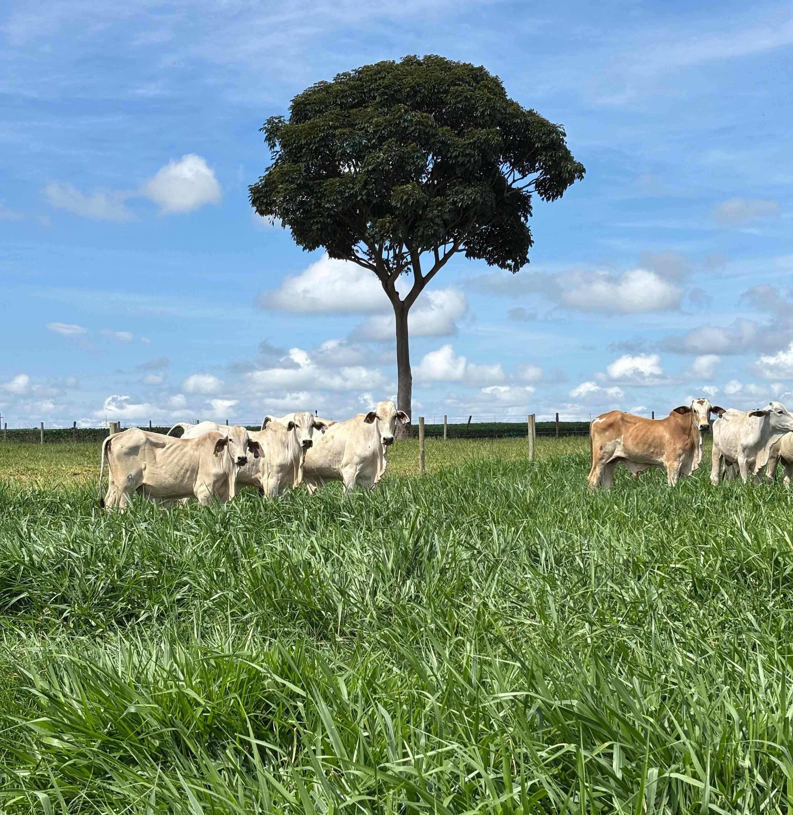 Créditos da foto: Divulgação