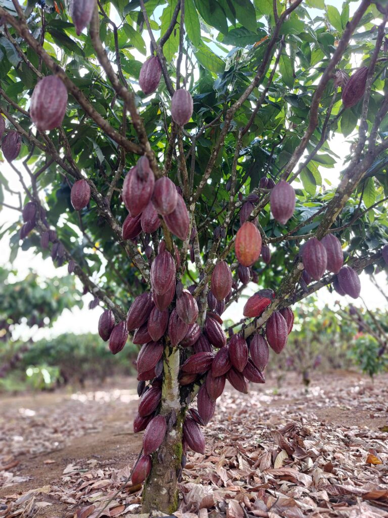 Divulgação Rivulis