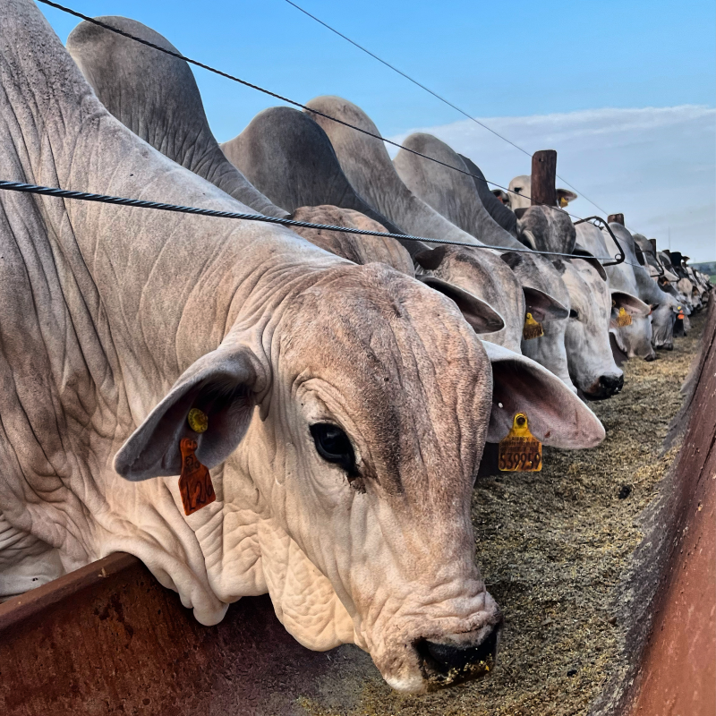 Créditos da foto: Divulgação