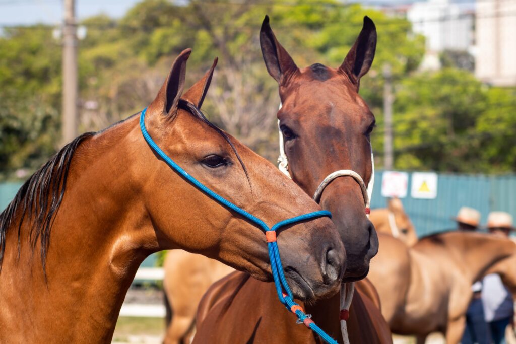 Crédito da foto: Divulgação