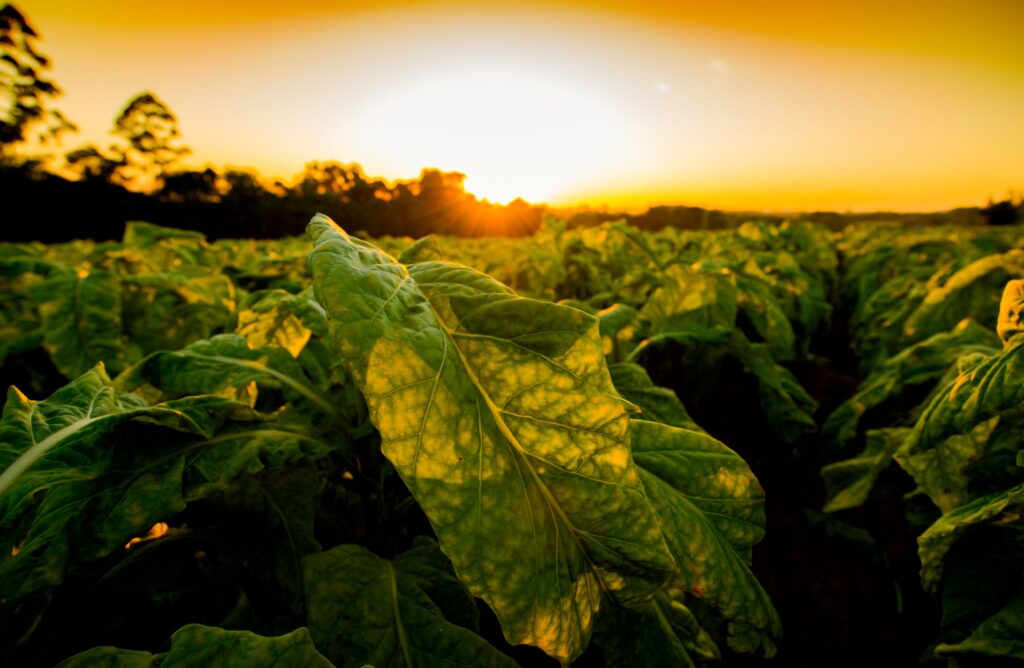 Banco de Imagens
Tabaco na lavoura