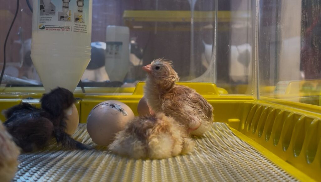 Pintinhos_Agriventura Museu da Imaginação