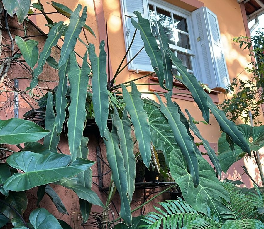 horiz-Philodendron-Spiritus-Sancti-Acosta-Allan-Macintyre-Jardim-Onirico--5-