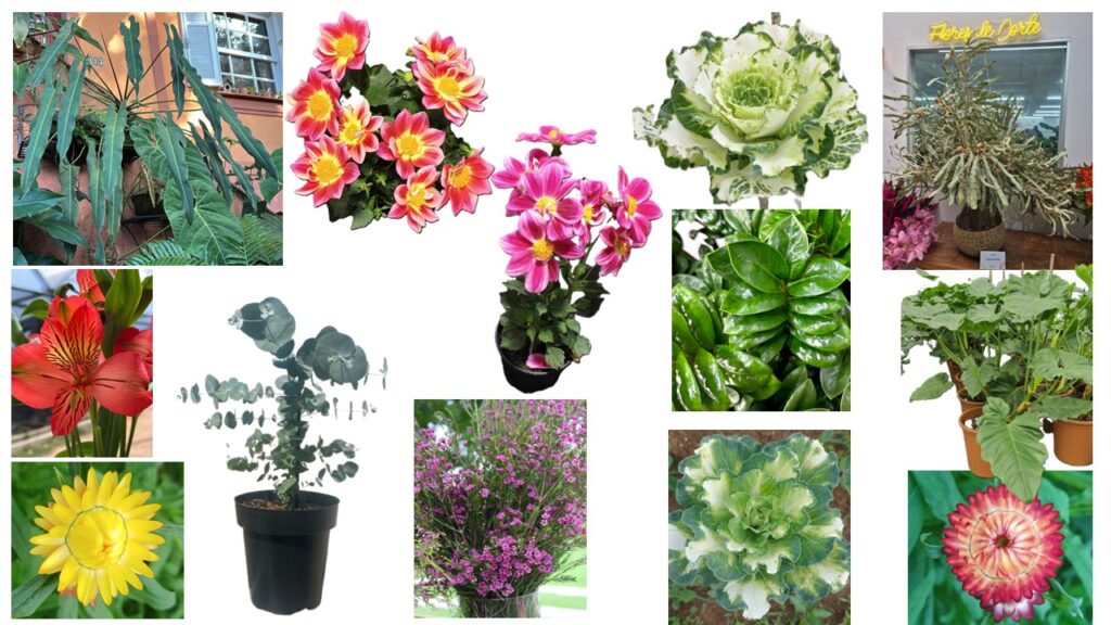 Crédito da foto: Divulgação