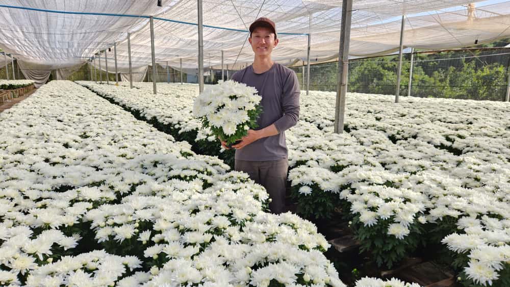 Caio Shiroto, da Flora Shiroto, aumentou 20% a produção de crisântemos para atender a demanda
Divulgação