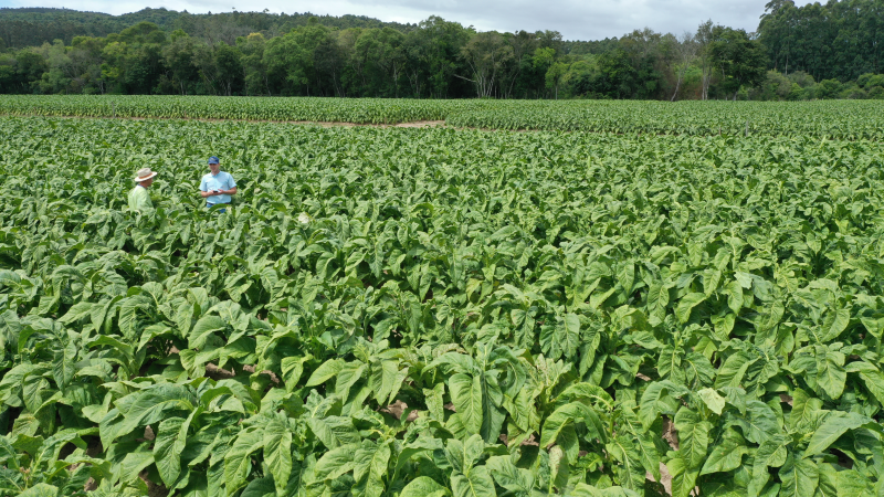 Banco de Imagens
Produção de tabaco