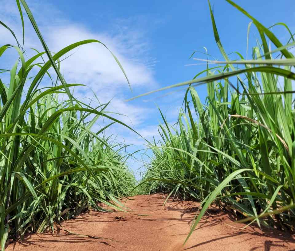 Divulgação Superbac