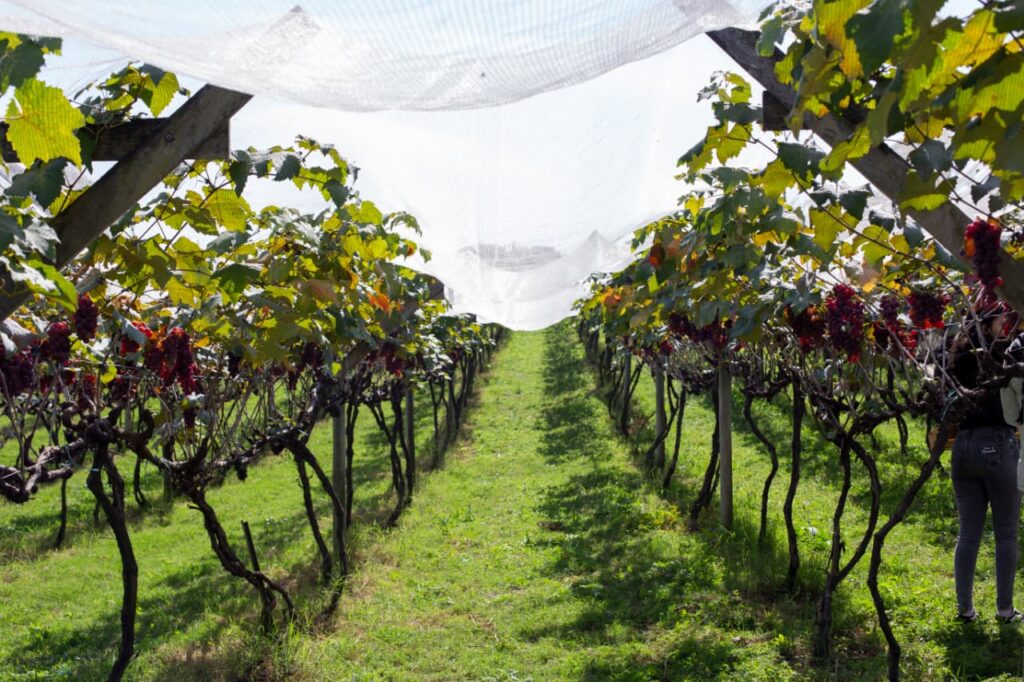 Créditos da foto: Divulgação