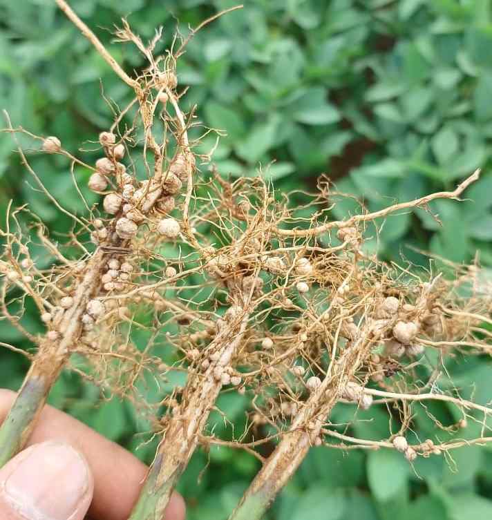 Divulgação Biosphera