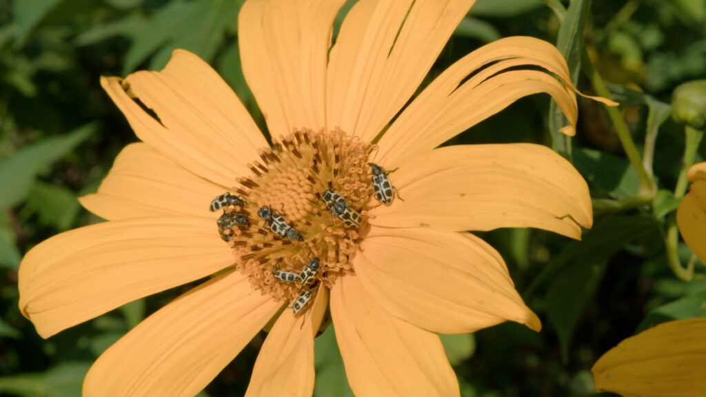 biodinamicas - Créditos da foto: Divulgação