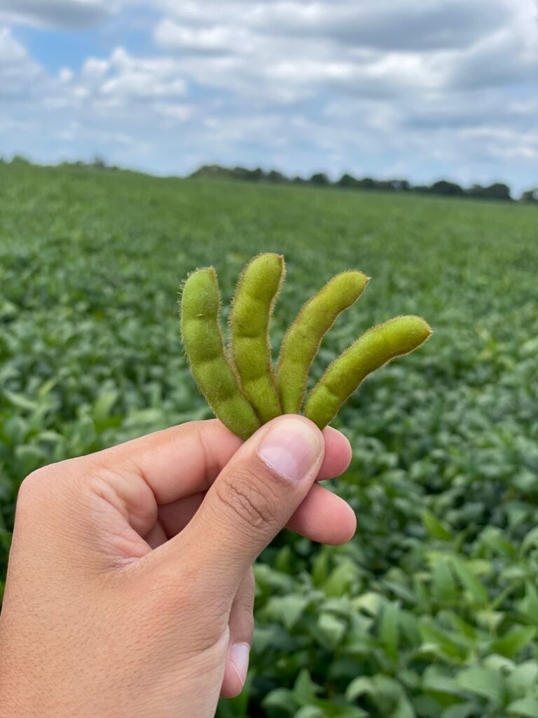 Divulgação Superbac