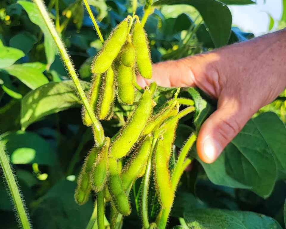 Soja com biotecnologia Superbac Divulgação Superbac