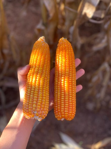 Divulgação Superbac