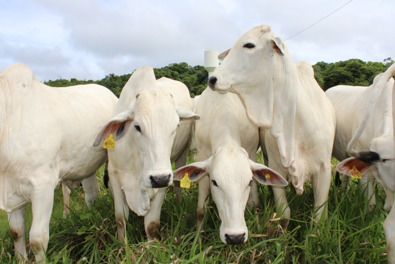 Créditos da foto: Divulgação