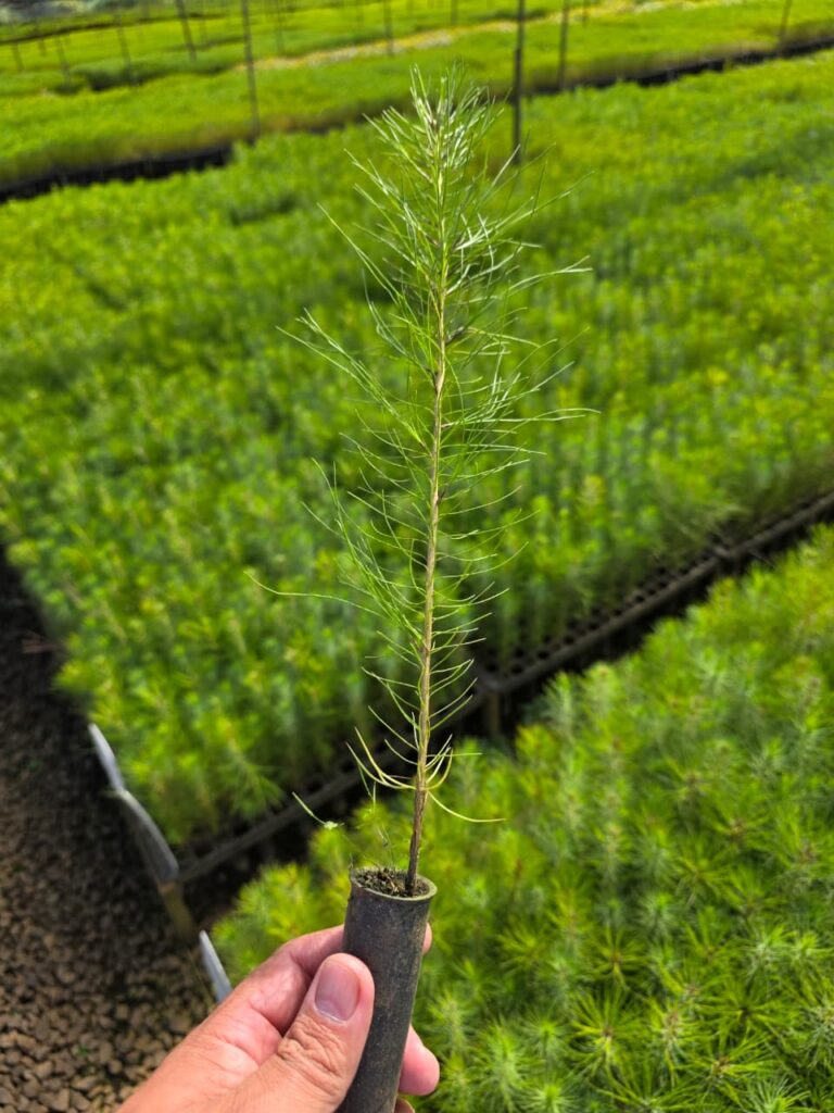 Reflorestamento de Pinus, Fazenda Cambiju Divulgação