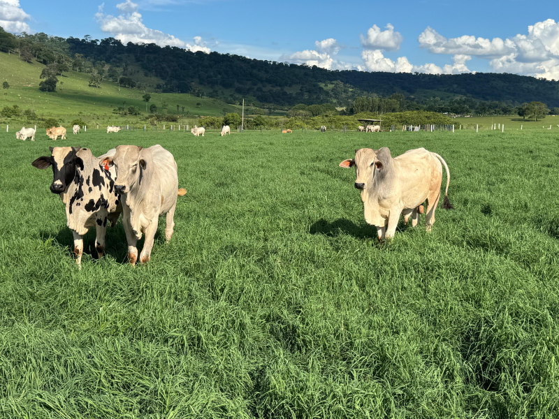 Pastagem com Tifton 85 Divulgação