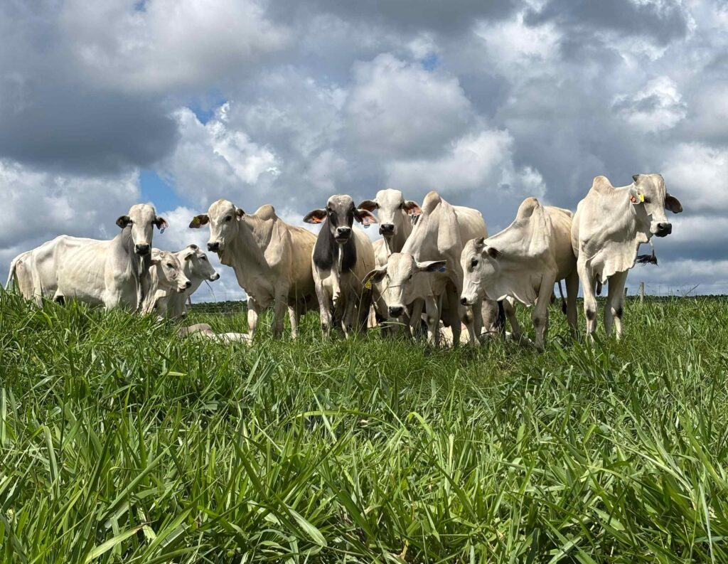 Divulgação SBS Green Seeds