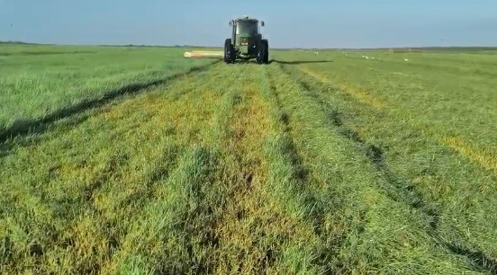 Tifton 85 plantado no semiárido brasileiro Divulgação