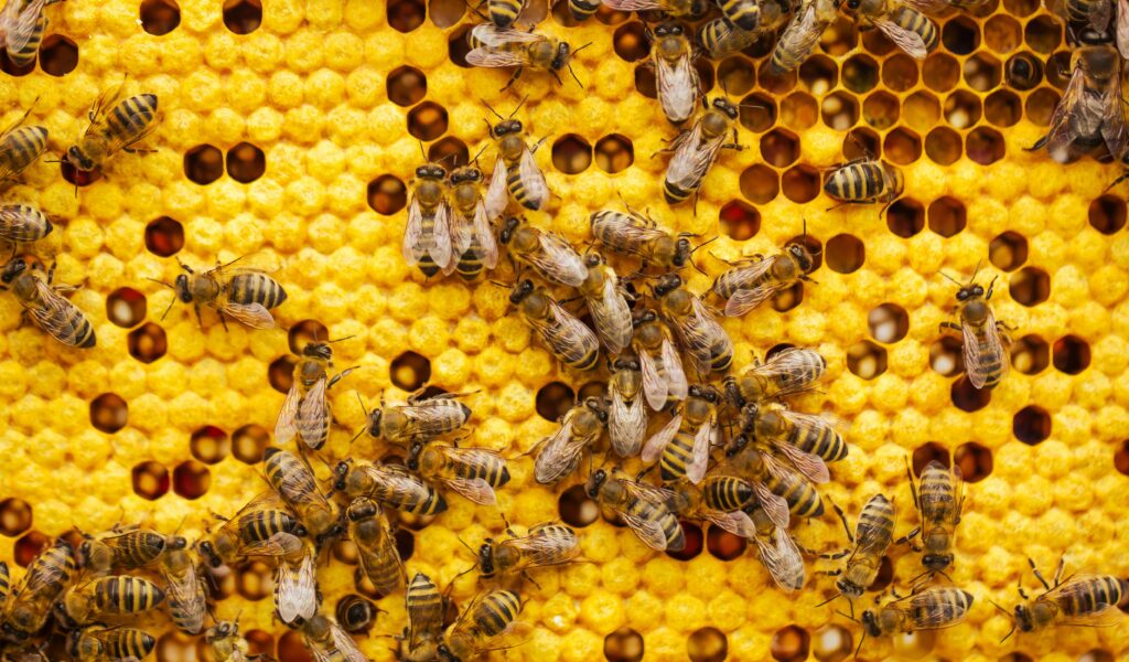 Créditos da foto: Divulgação